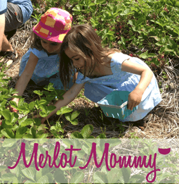 summer strawberry picking