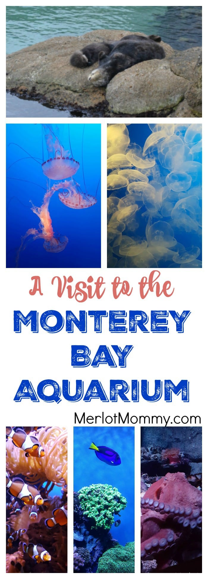 A Visit to the Monterey Bay Aquarium for Finding Dory